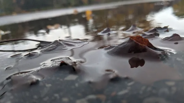 Close-up photograph of maple leafs soaking in a puddle.