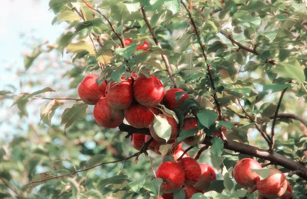 Several Red Apples on an Apple Tree