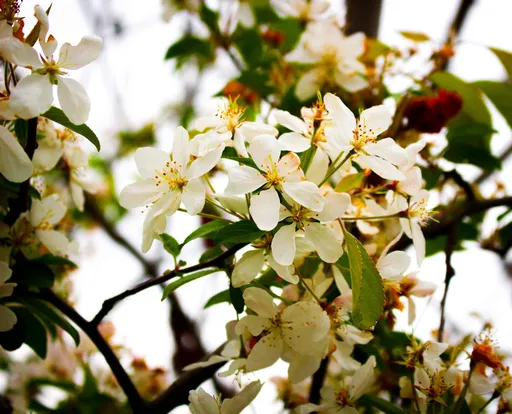 Credits: Jasmine - Close up shot of white flowers on a tree in a cloudy white background.