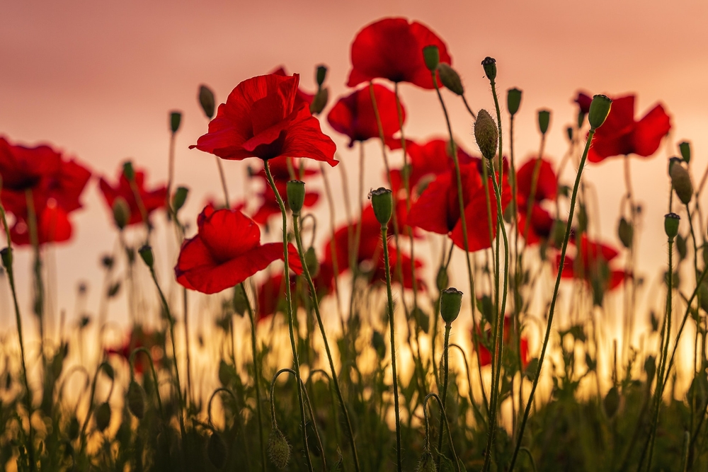 Red Poppies in the evening sun.