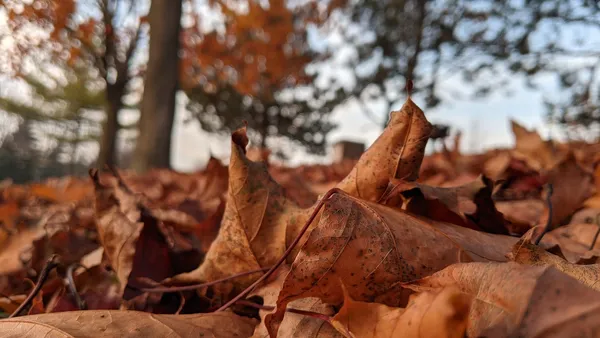 Low-angle view of fallen orange fall foliage against the blue sky