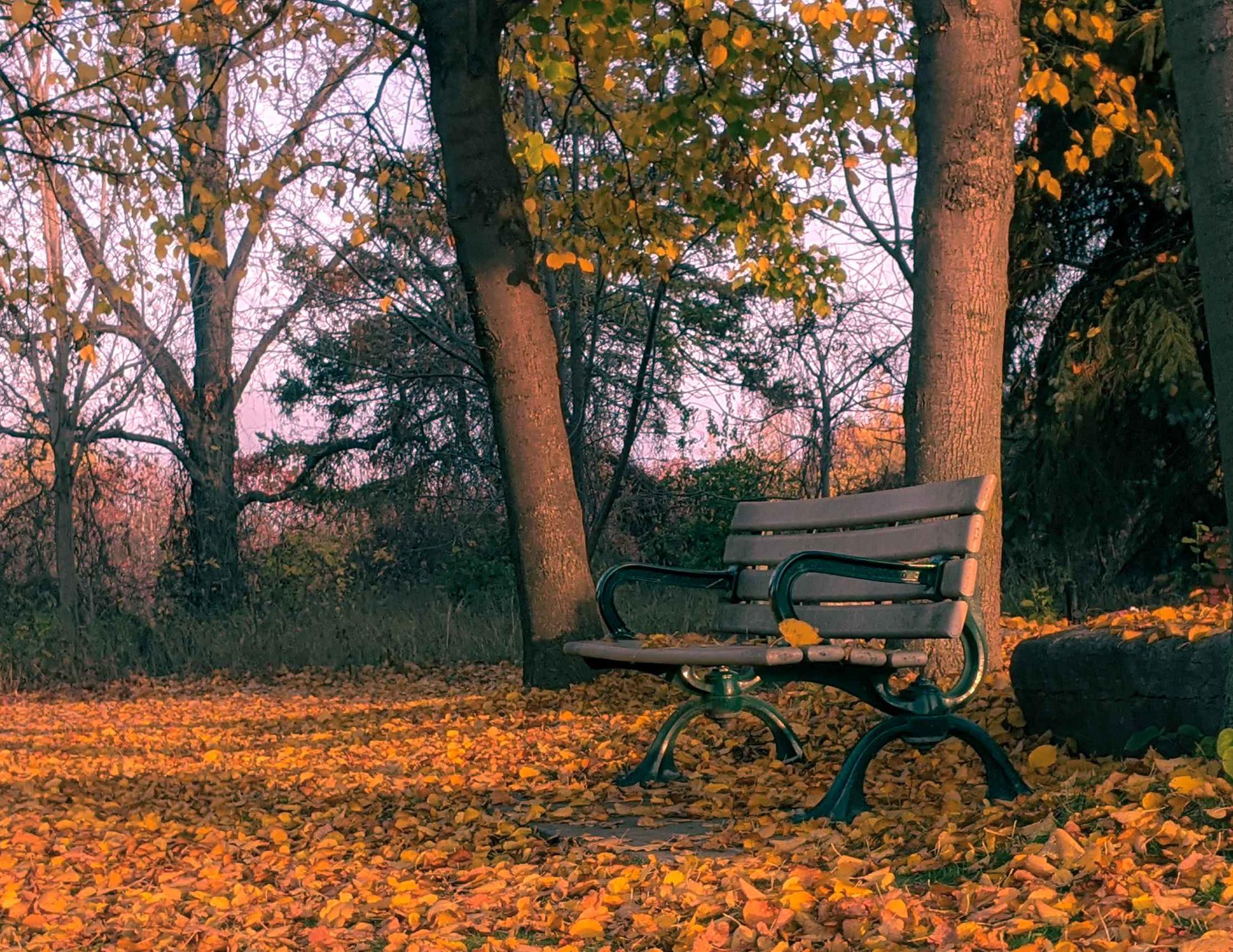 Empty bench in a forest