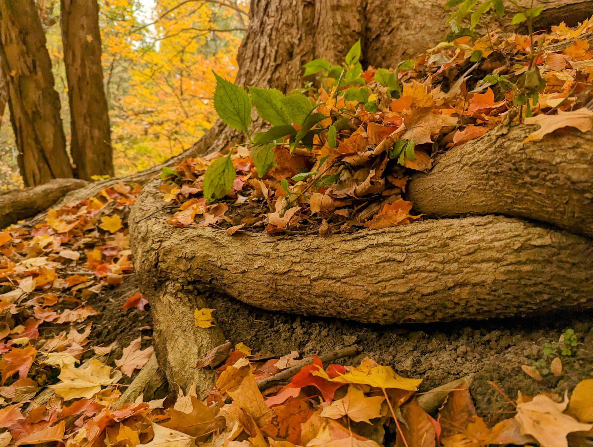 Tree roots and fallen leaves in the fall.