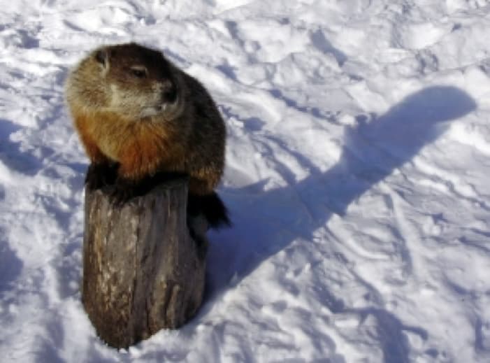 Image of a Groundhog Perched Upon a Log.