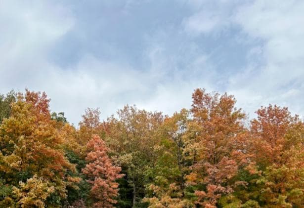 A picture of a line of trees in the fall