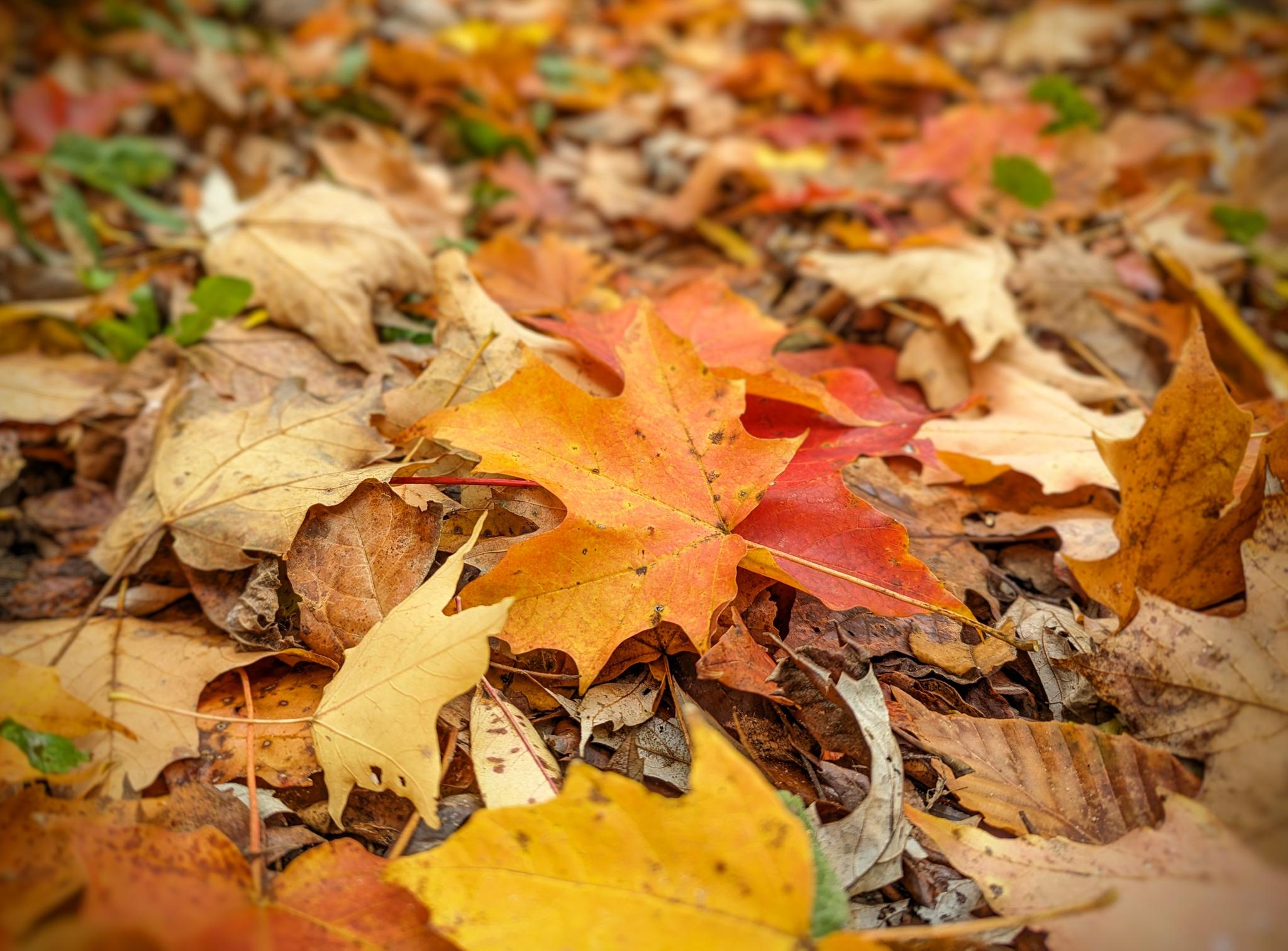 Leaves on the ground during the fall. 